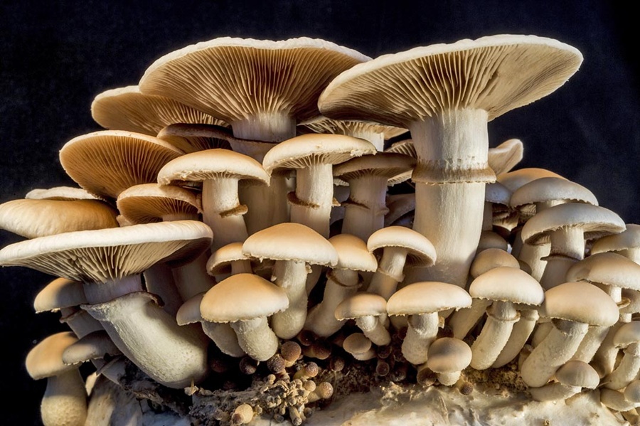 pioppino_mushrooms